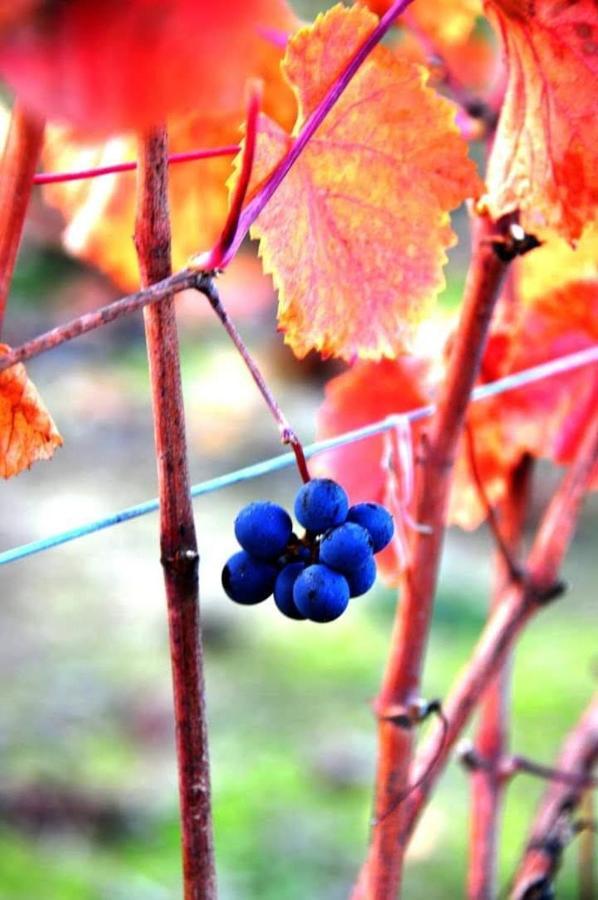 I Quattro Grappoli Bed & Breakfast Neive Dış mekan fotoğraf